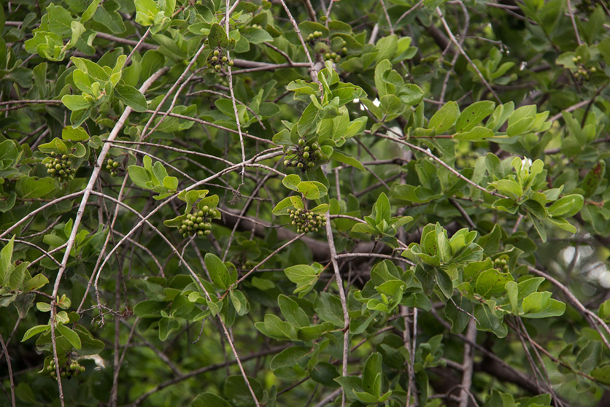Crossopteryx febrifuga Crossopteryx febrifuga