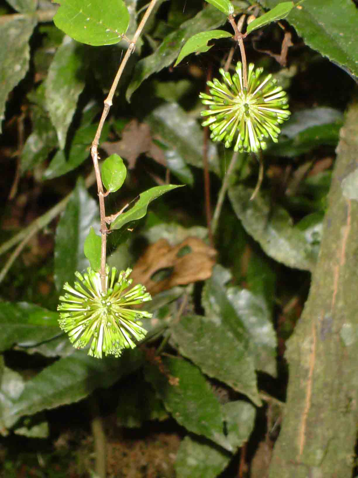 Cephalanthus natalensis