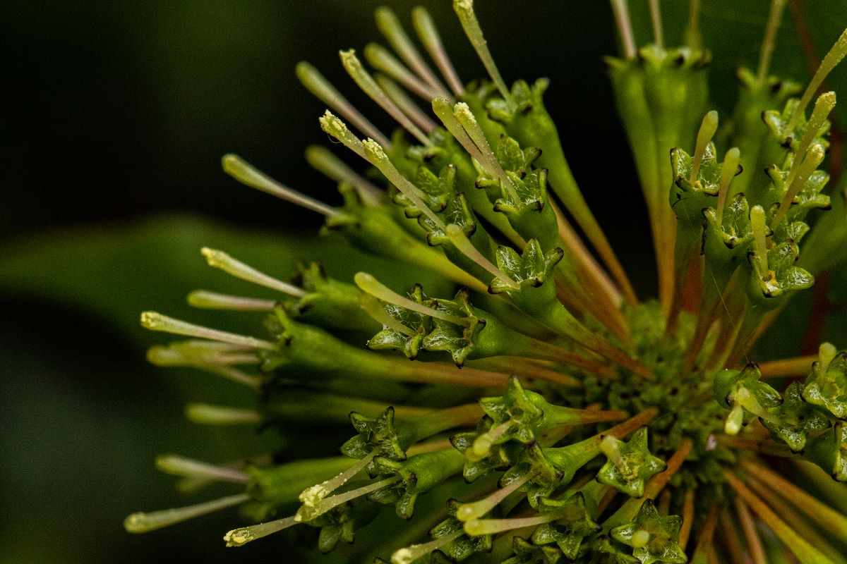 Cephalanthus natalensis