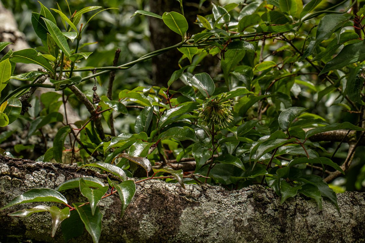 Cephalanthus natalensis
