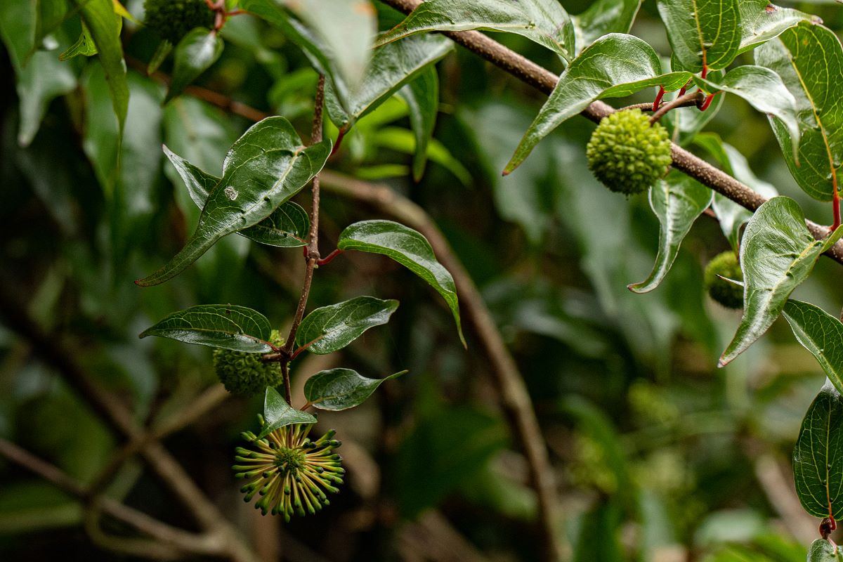 Cephalanthus natalensis