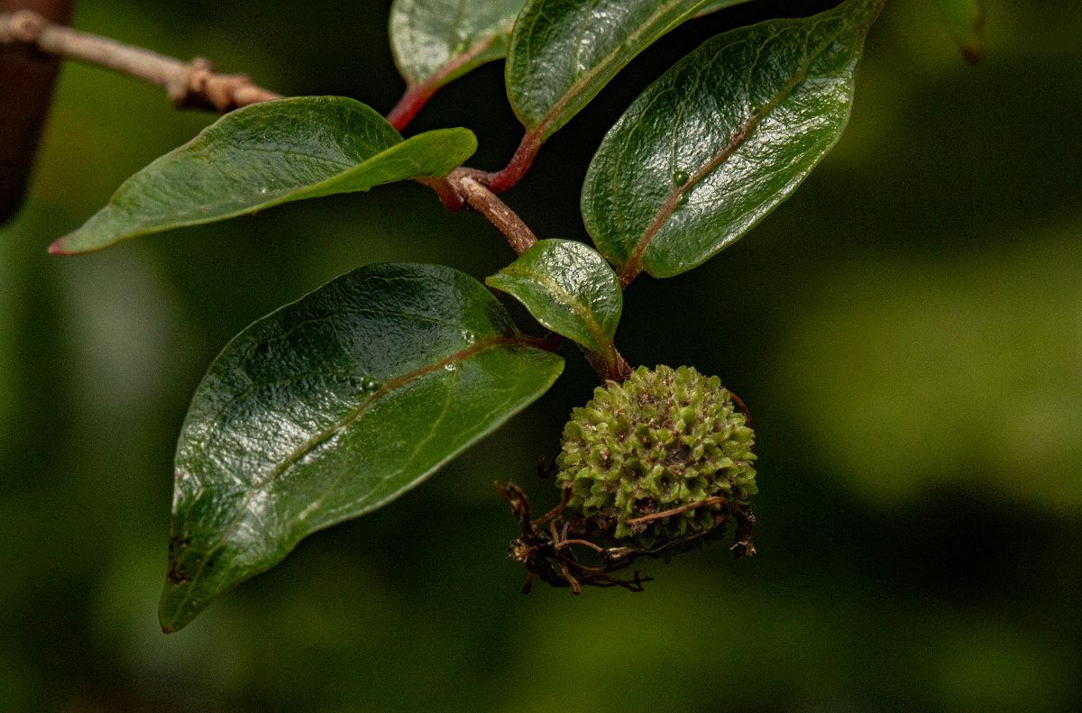Cephalanthus natalensis