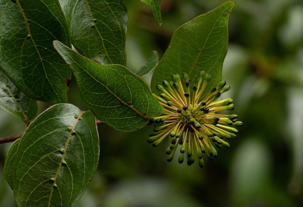 Cephalanthus natalensis