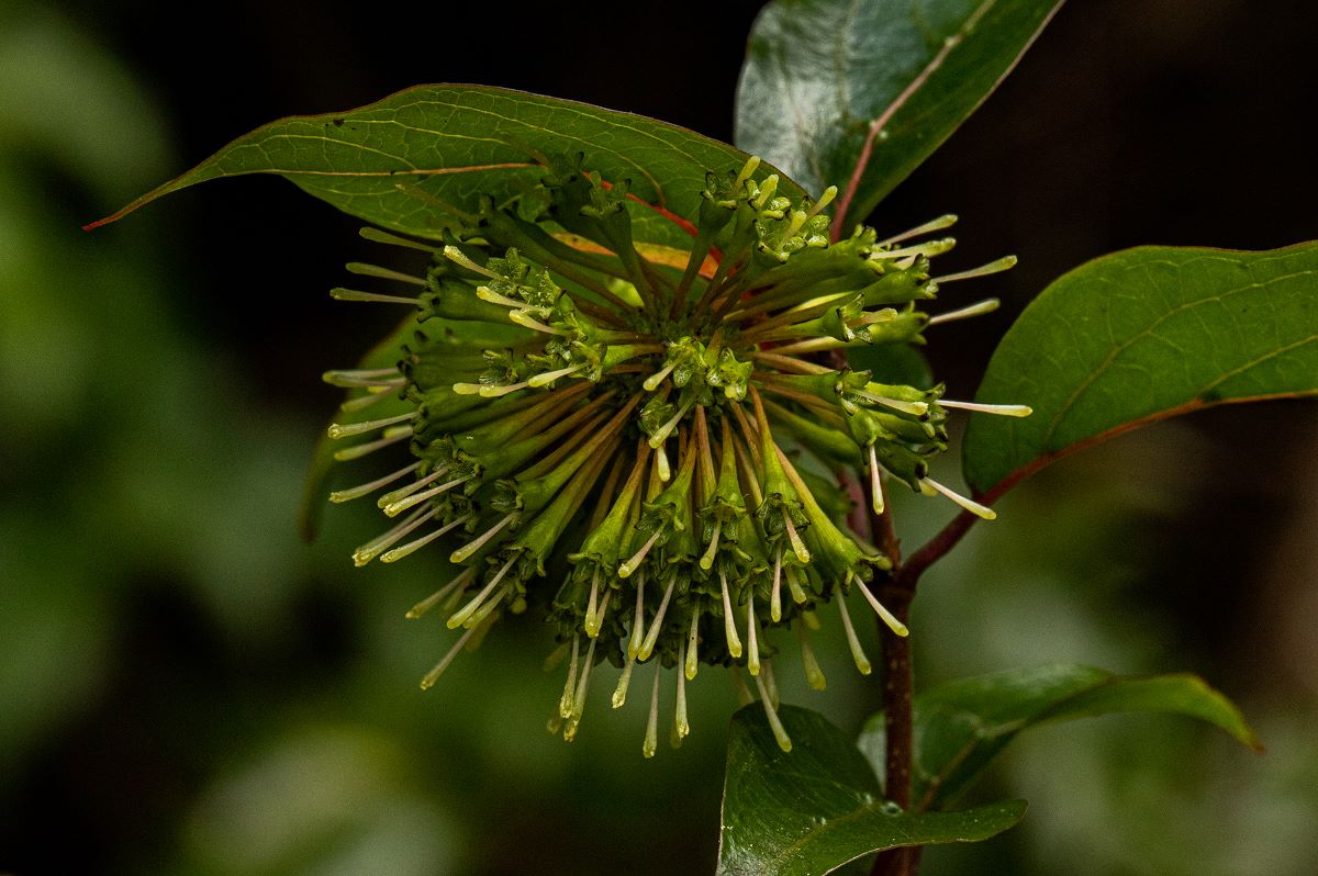 Cephalanthus natalensis