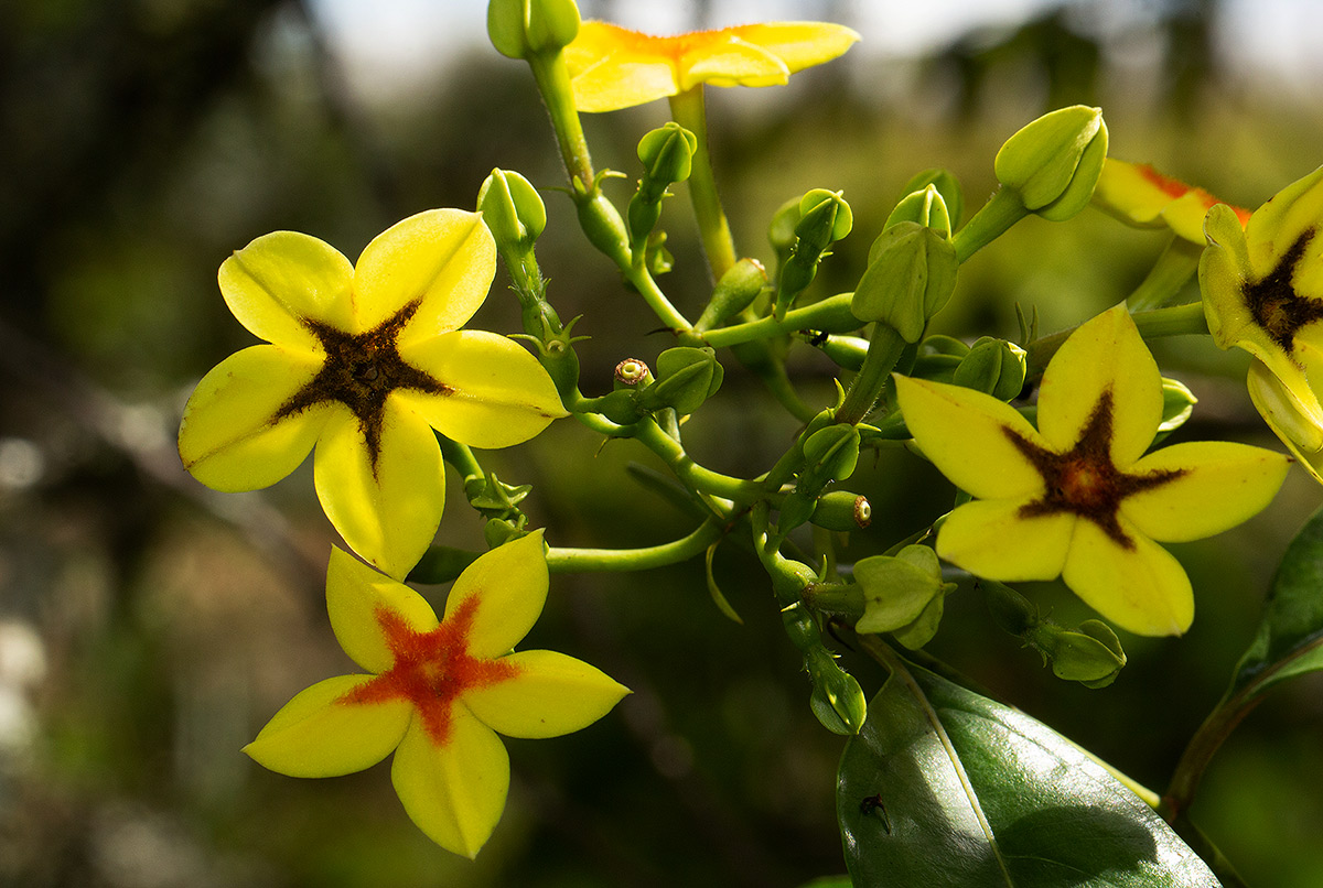 Mussaenda arcuata