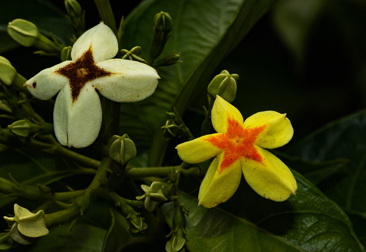 Mussaenda arcuata