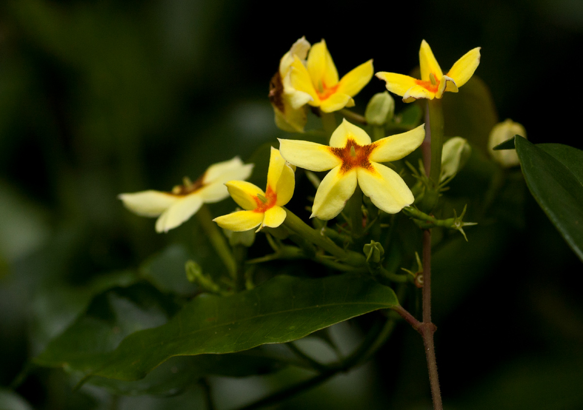 Mussaenda arcuata Mussaenda arcuata