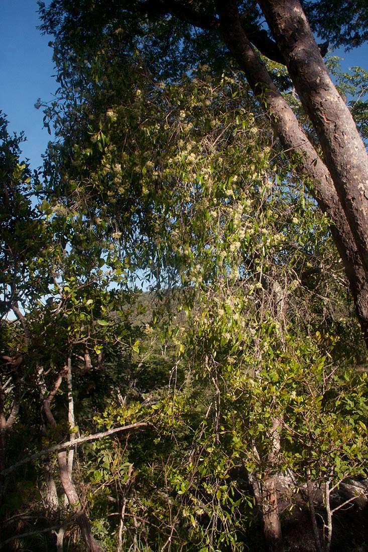 Coptosperma neurophyllum