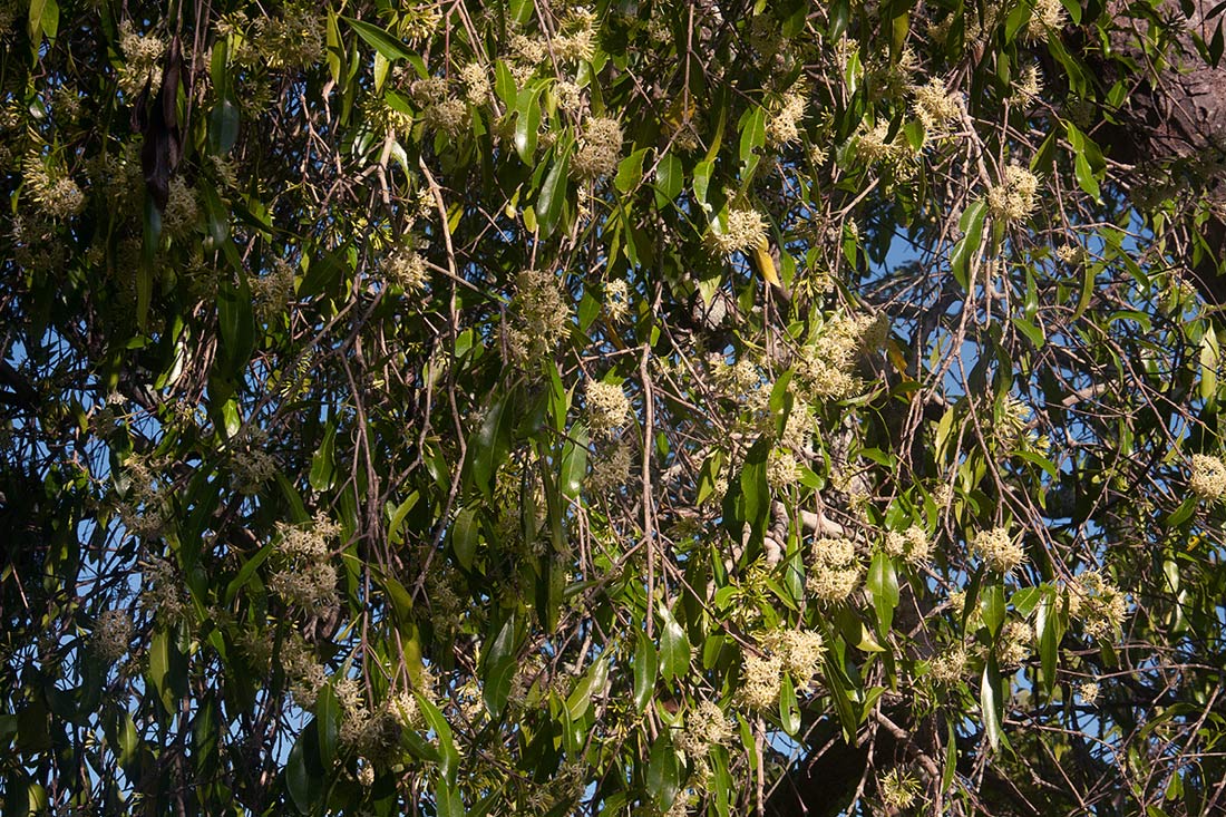 Coptosperma neurophyllum
