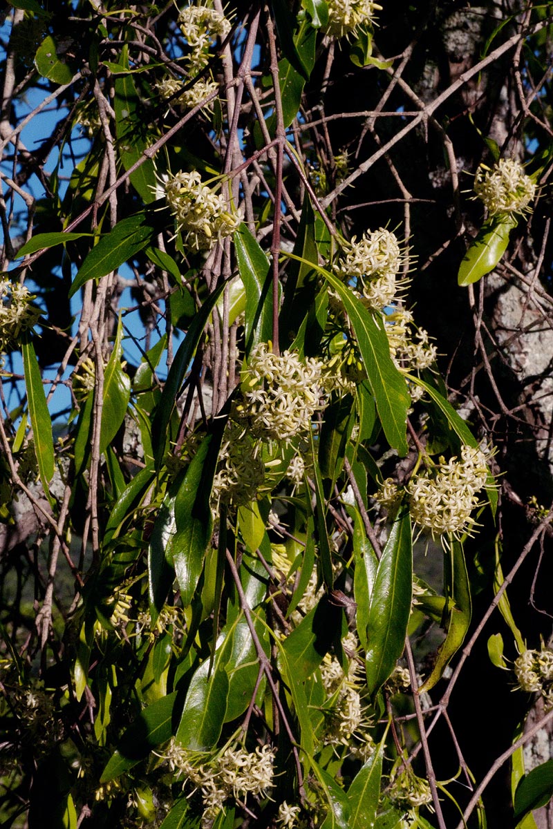 Coptosperma neurophyllum