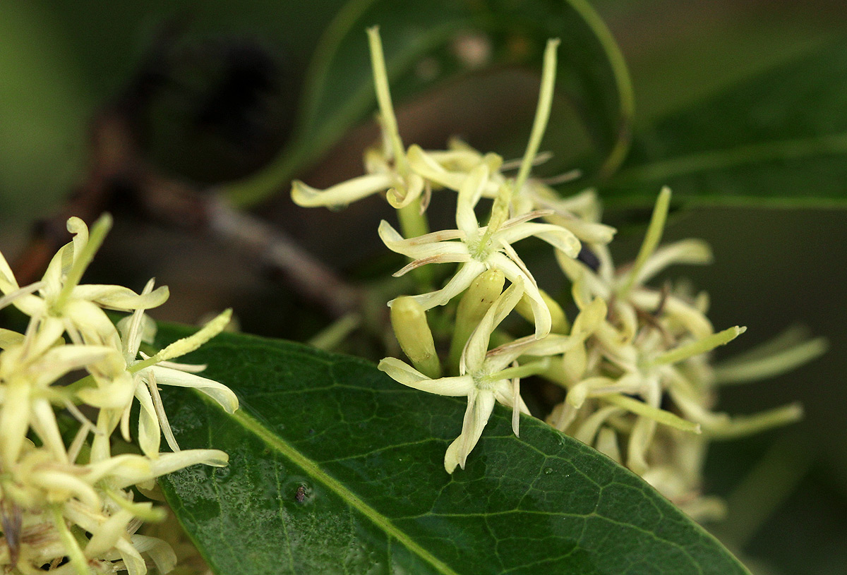 Coptosperma neurophyllum