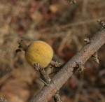 Catunaregam taylorii