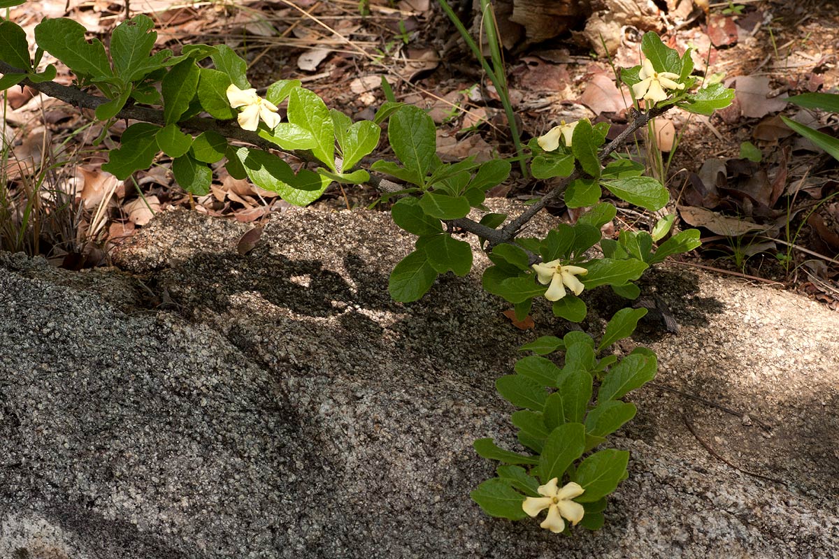 Catunaregam taylorii