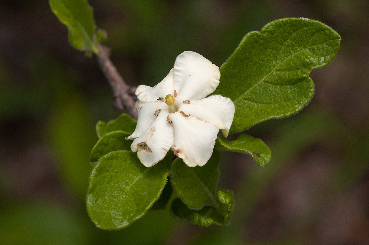 Catunaregam taylorii