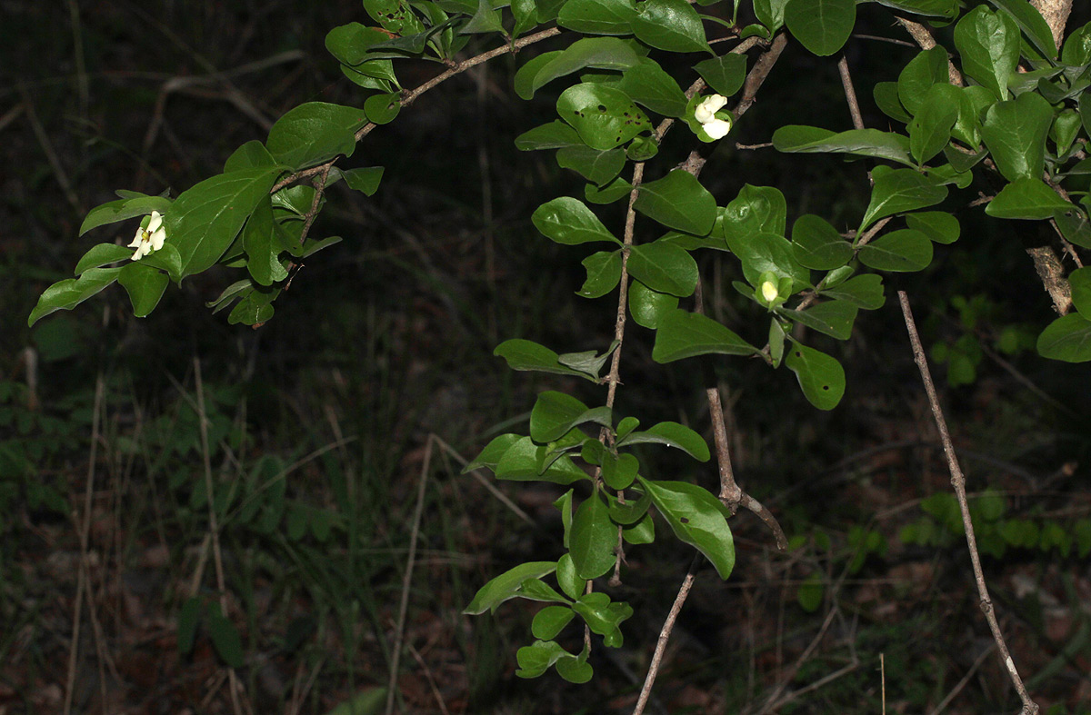 Catunaregam taylorii Catunaregam taylorii