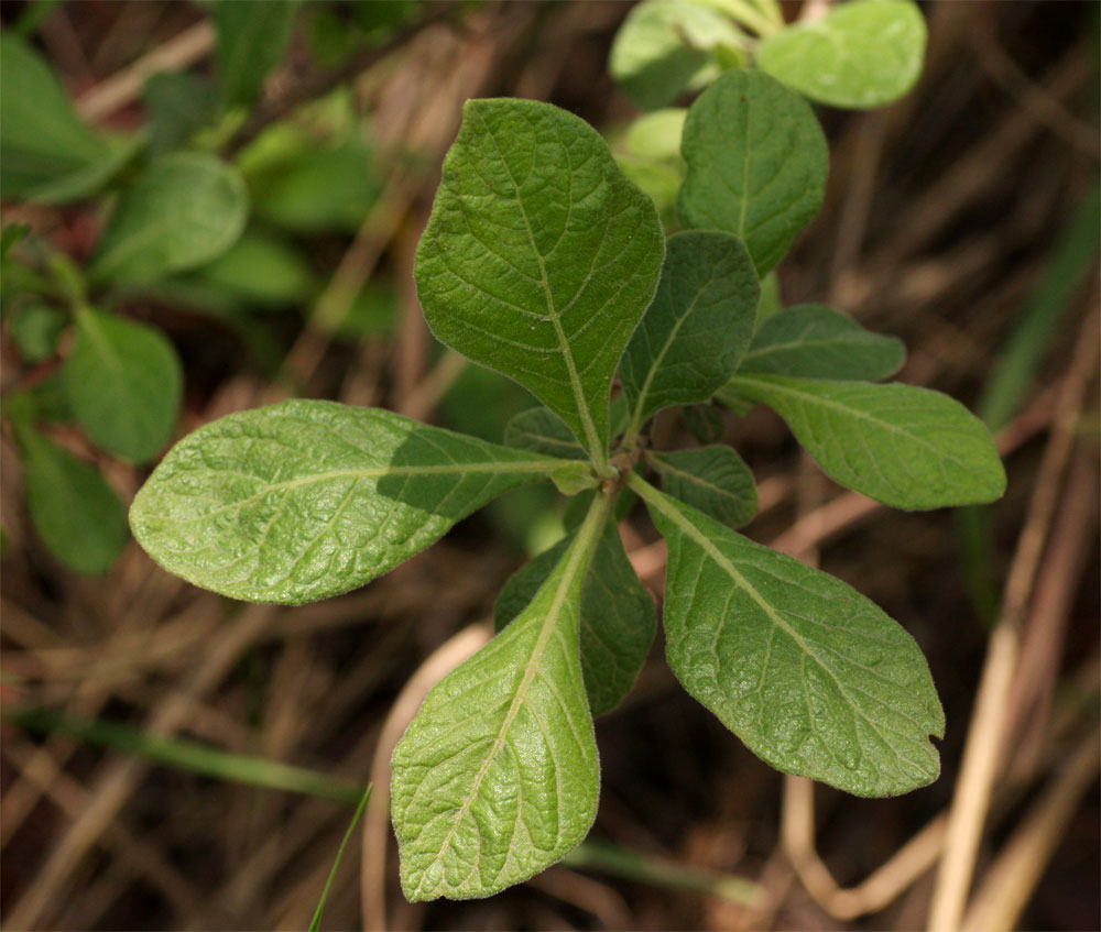 Catunaregam taylorii Catunaregam taylorii