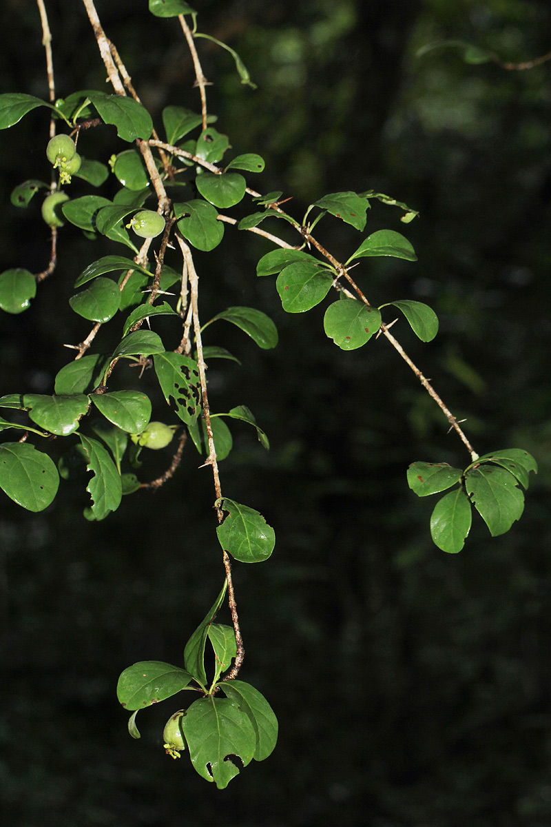 Catunaregam taylorii Catunaregam taylorii