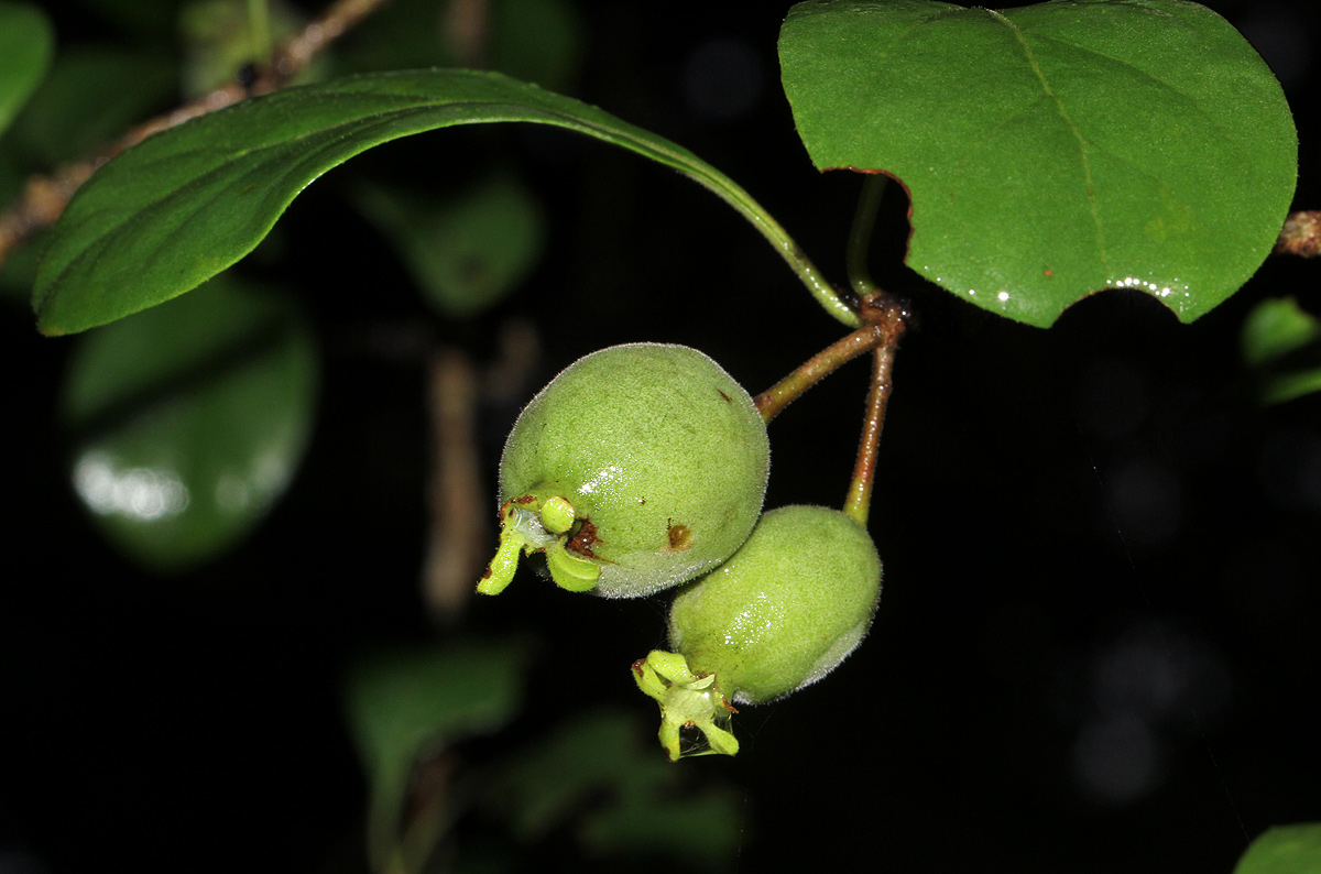 Catunaregam taylorii Catunaregam taylorii