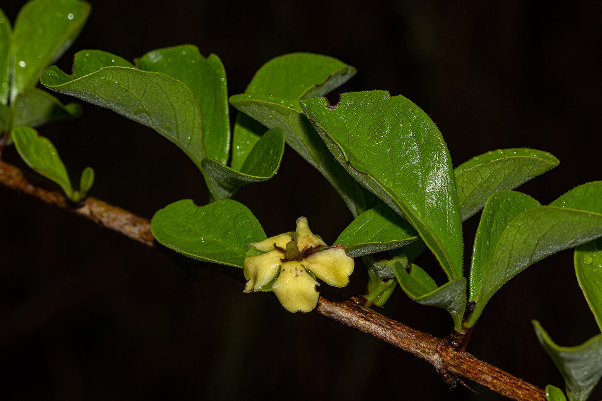 Catunaregam taylorii Catunaregam taylorii