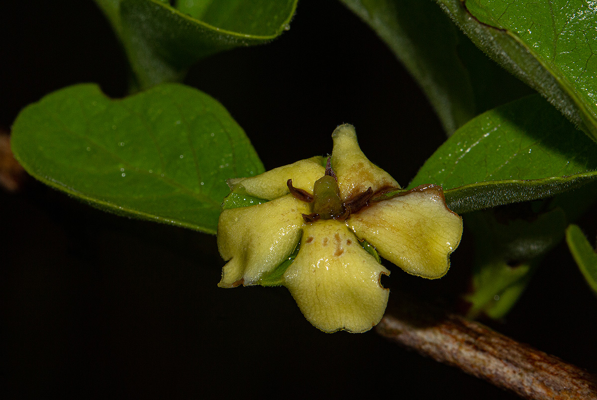 Catunaregam taylorii Catunaregam taylorii