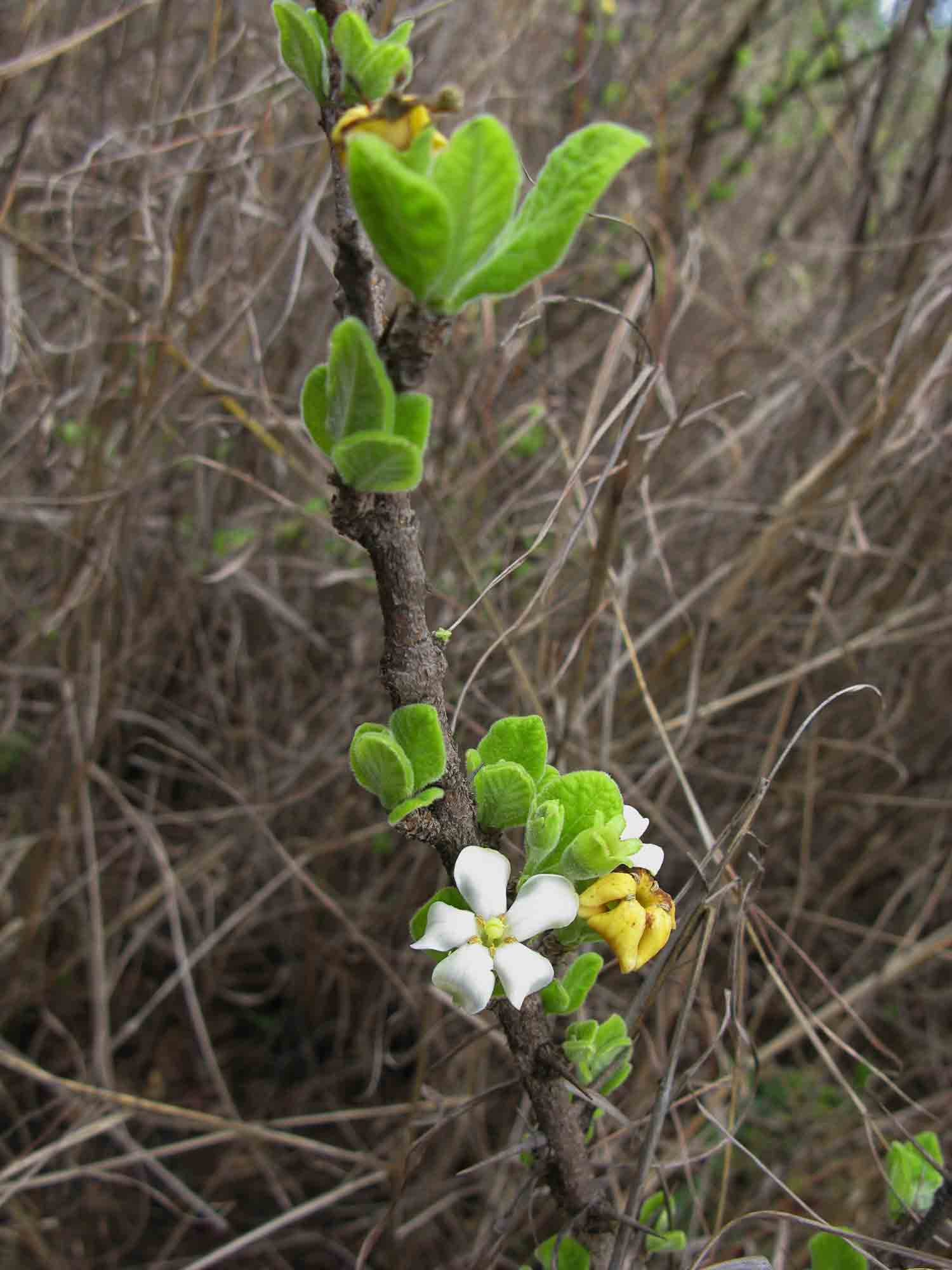 Catunaregam taylorii Catunaregam taylorii