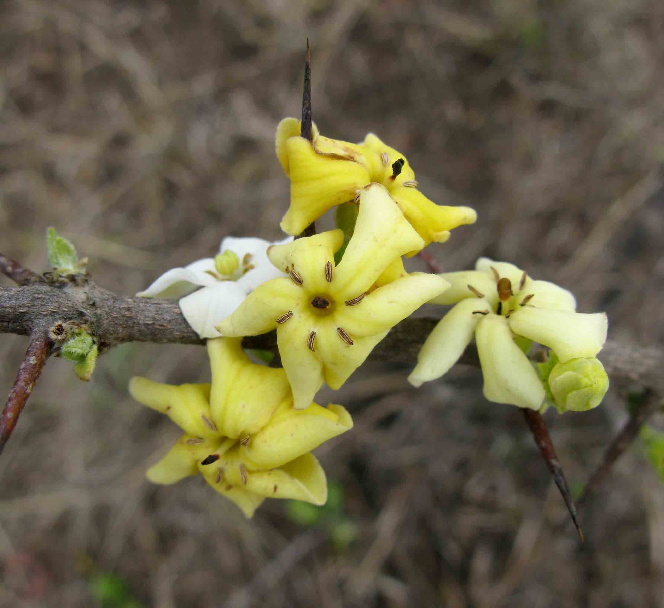 Catunaregam taylorii Catunaregam taylorii