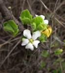 Catunaregam taylorii