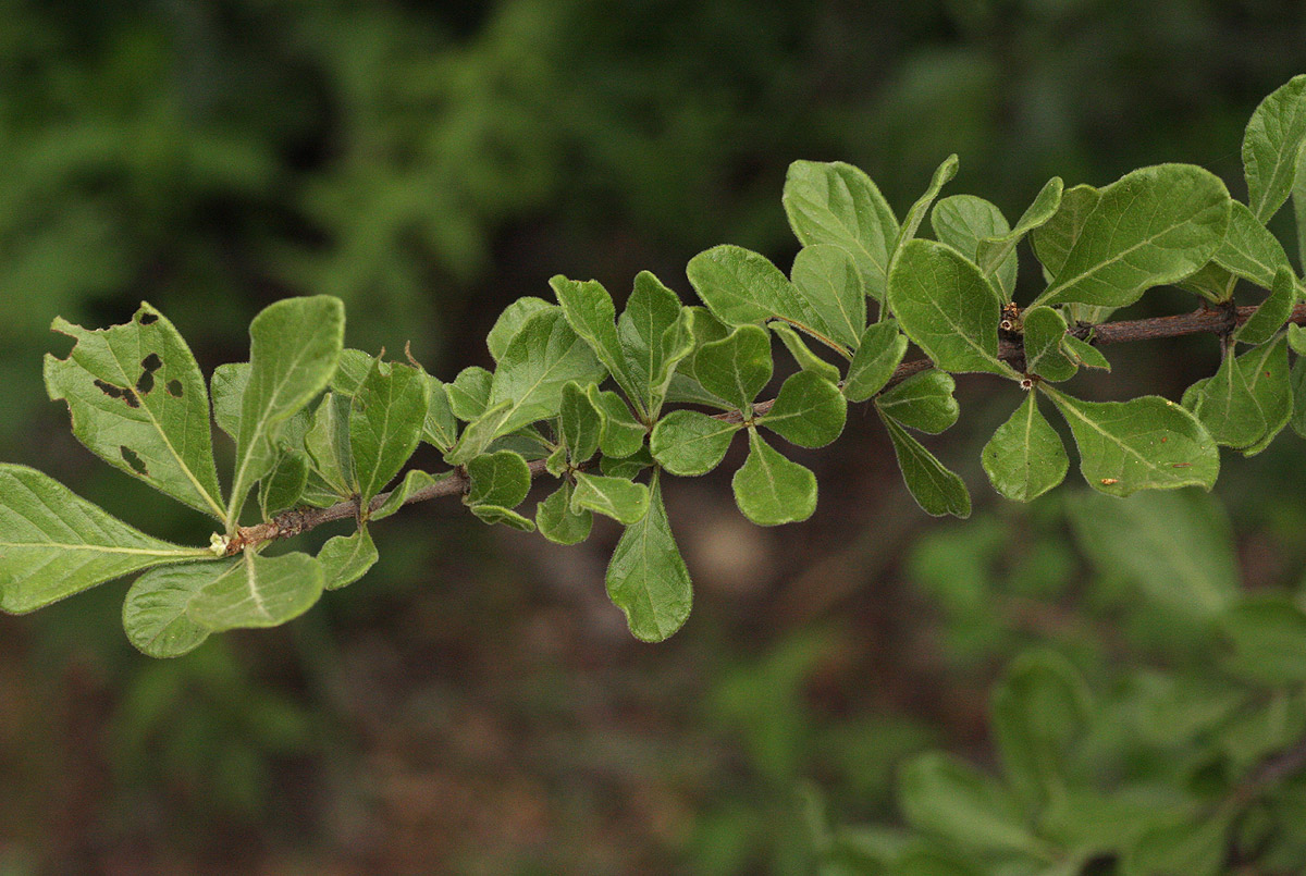 Catunaregam taylorii Catunaregam taylorii