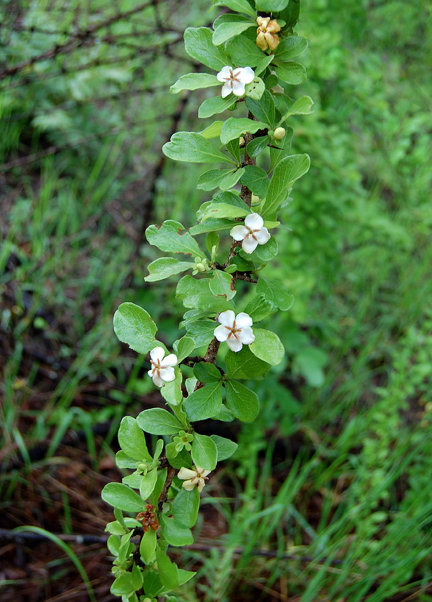 Catunaregam taylorii