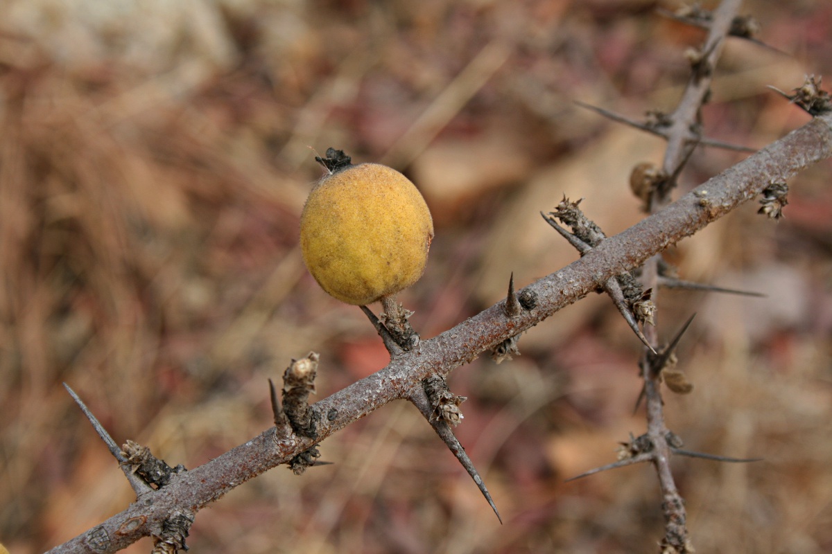 Catunaregam taylorii