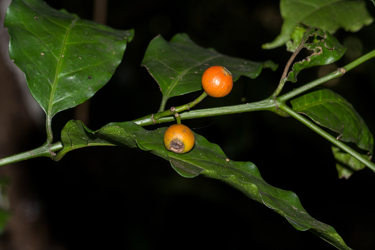 Aidia micrantha var. msonju