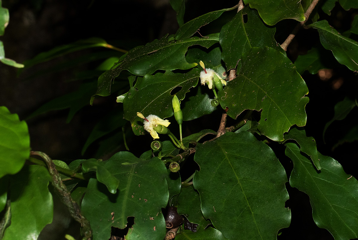 Aidia micrantha var. msonju