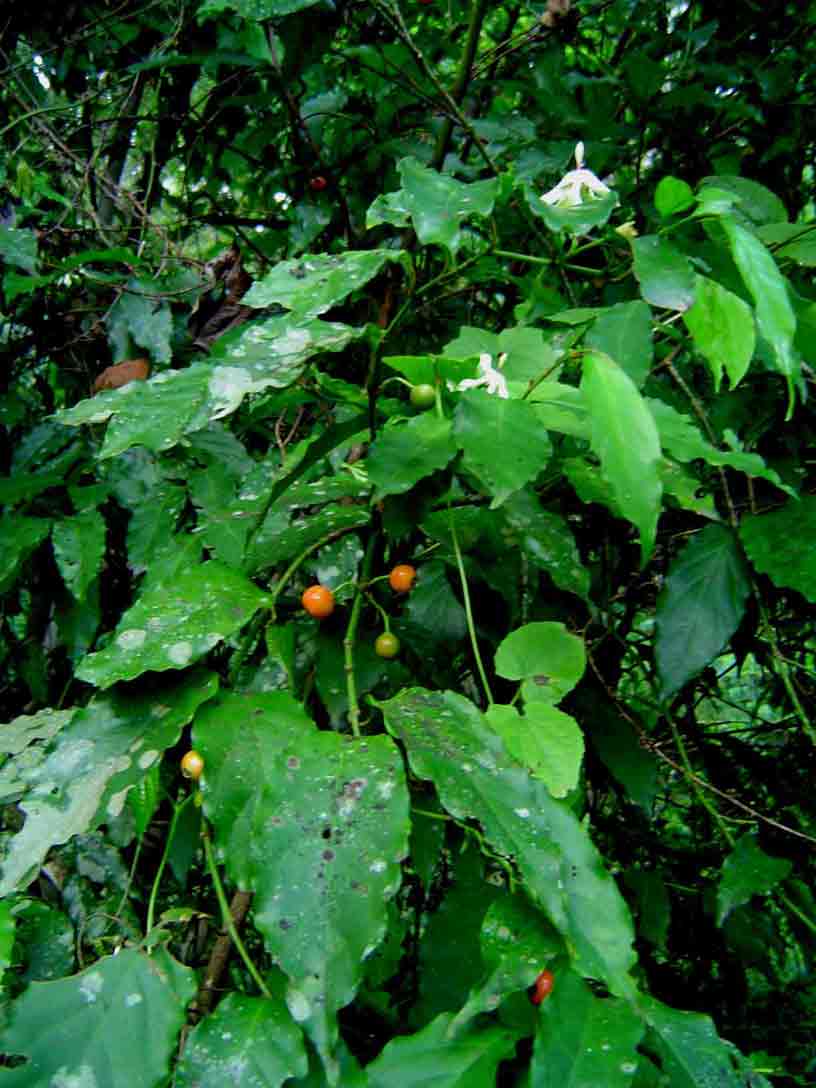 Aidia micrantha var. msonju