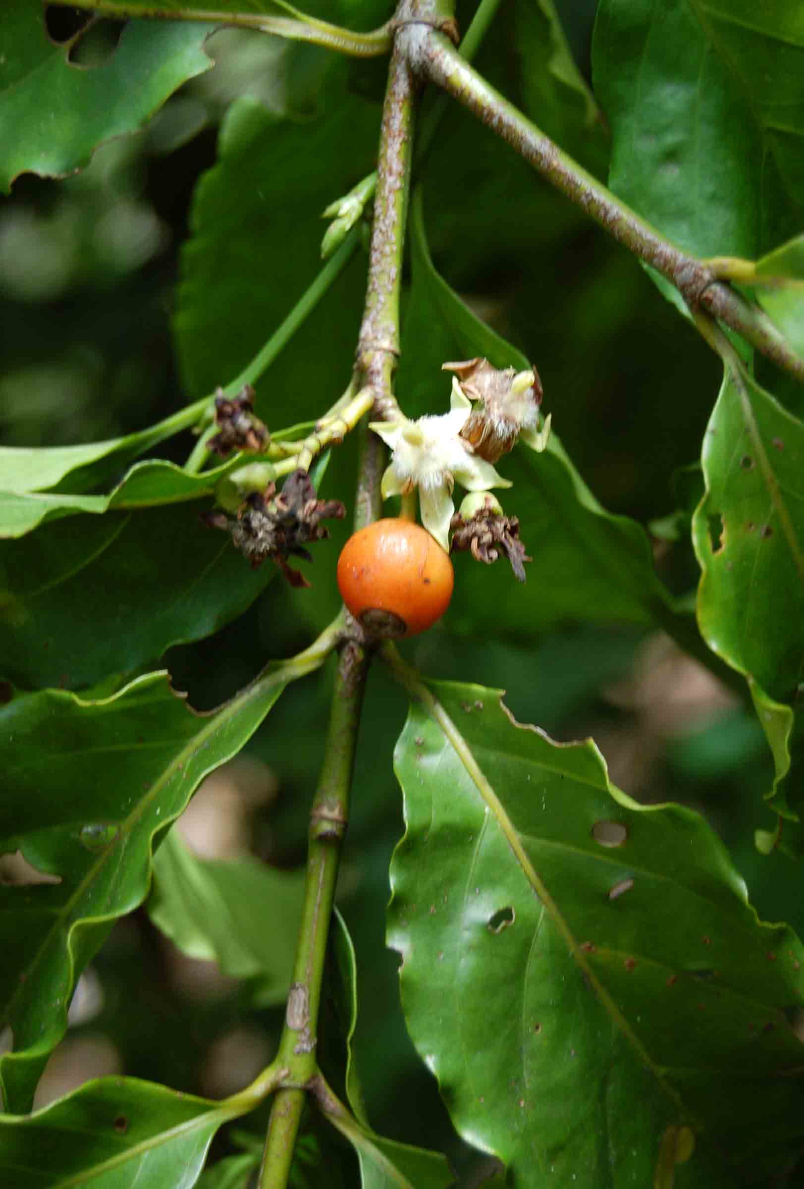 Aidia micrantha var. msonju