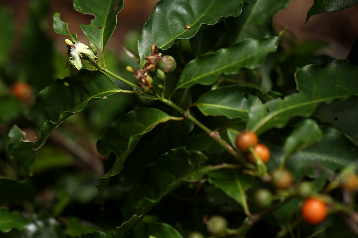 Aidia micrantha var. msonju Aidia micrantha var. msonju