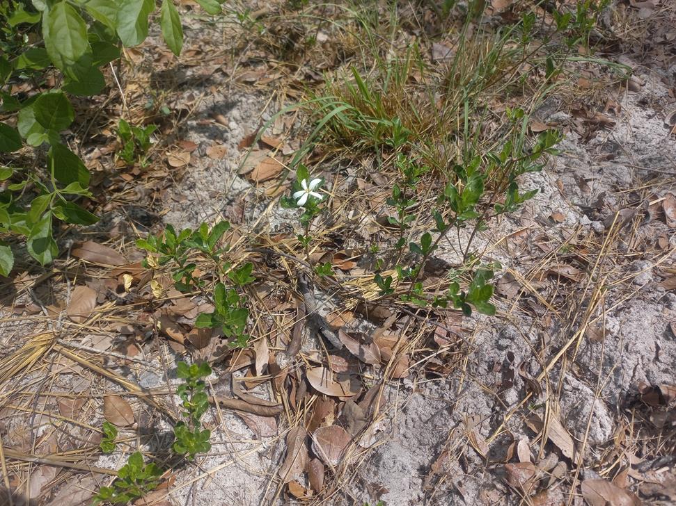 Gardenia brachythamnus
