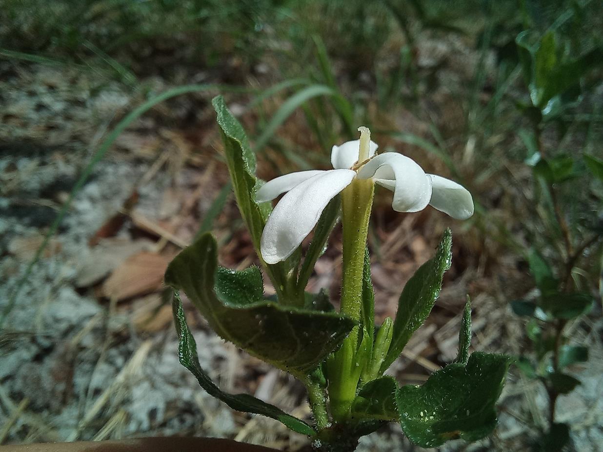 Gardenia brachythamnus
