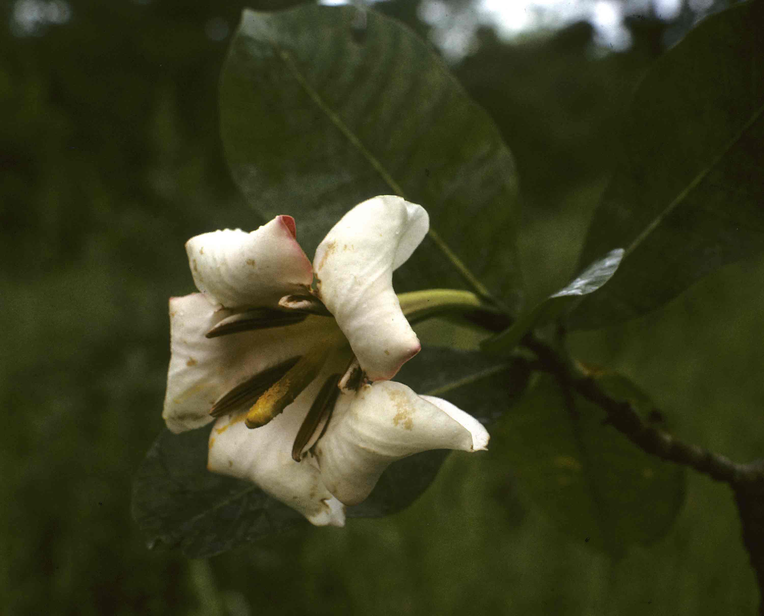 Gardenia imperialis subsp. imperialis