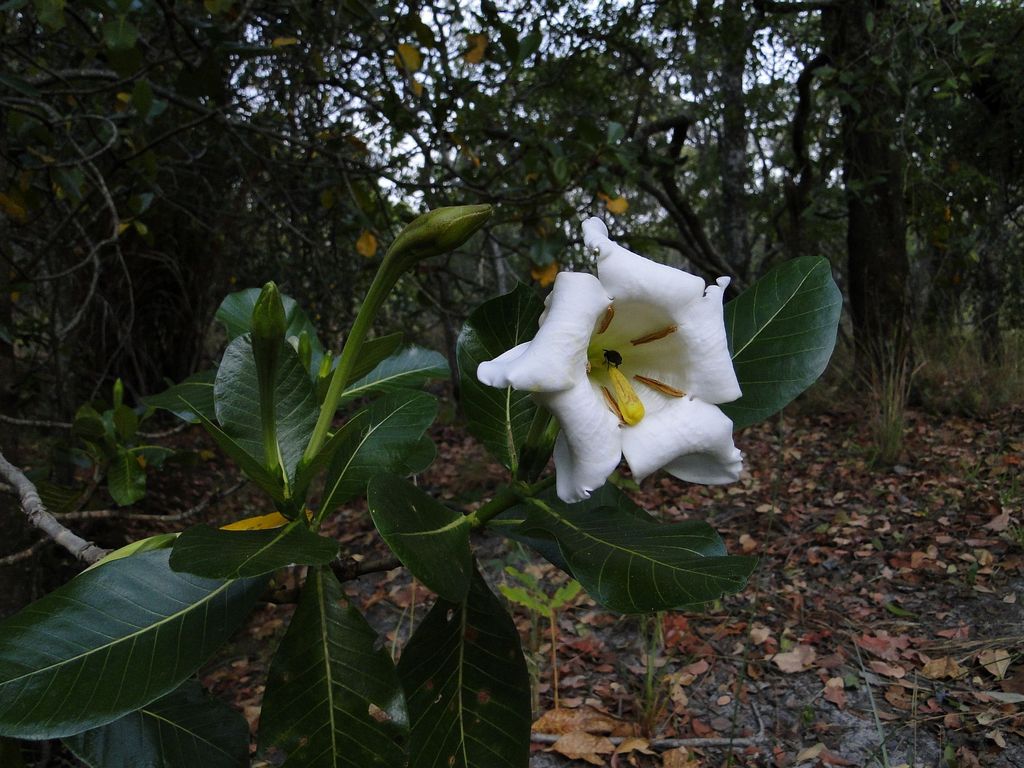 Gardenia imperialis subsp. imperialis