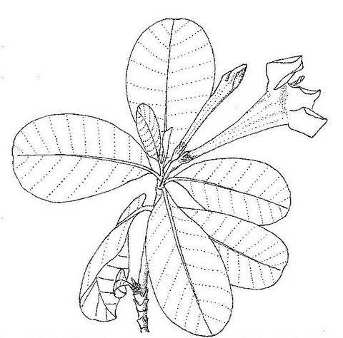 Gardenia imperialis subsp. imperialis