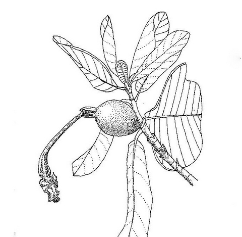 Gardenia imperialis subsp. imperialis