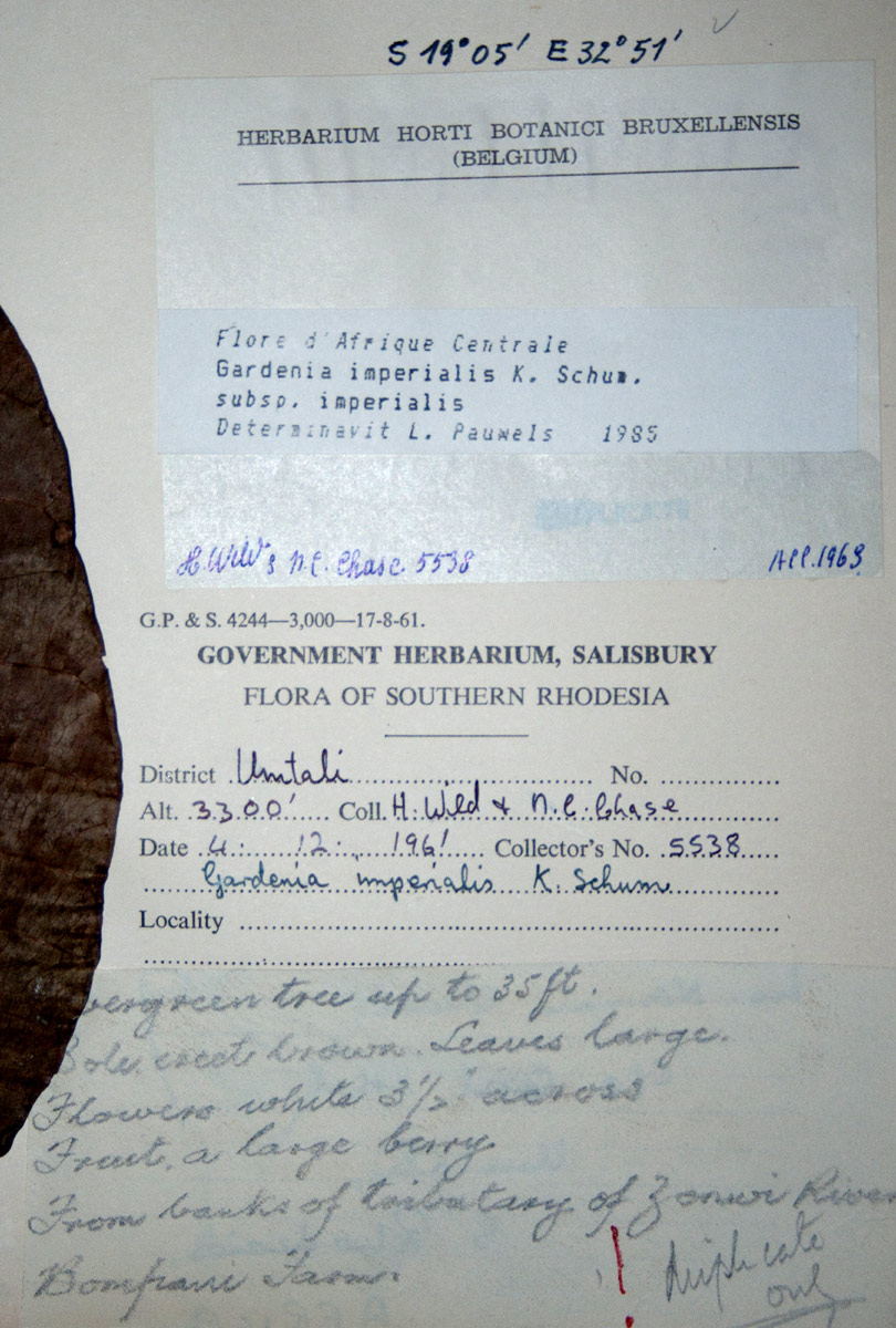Gardenia imperialis subsp. imperialis