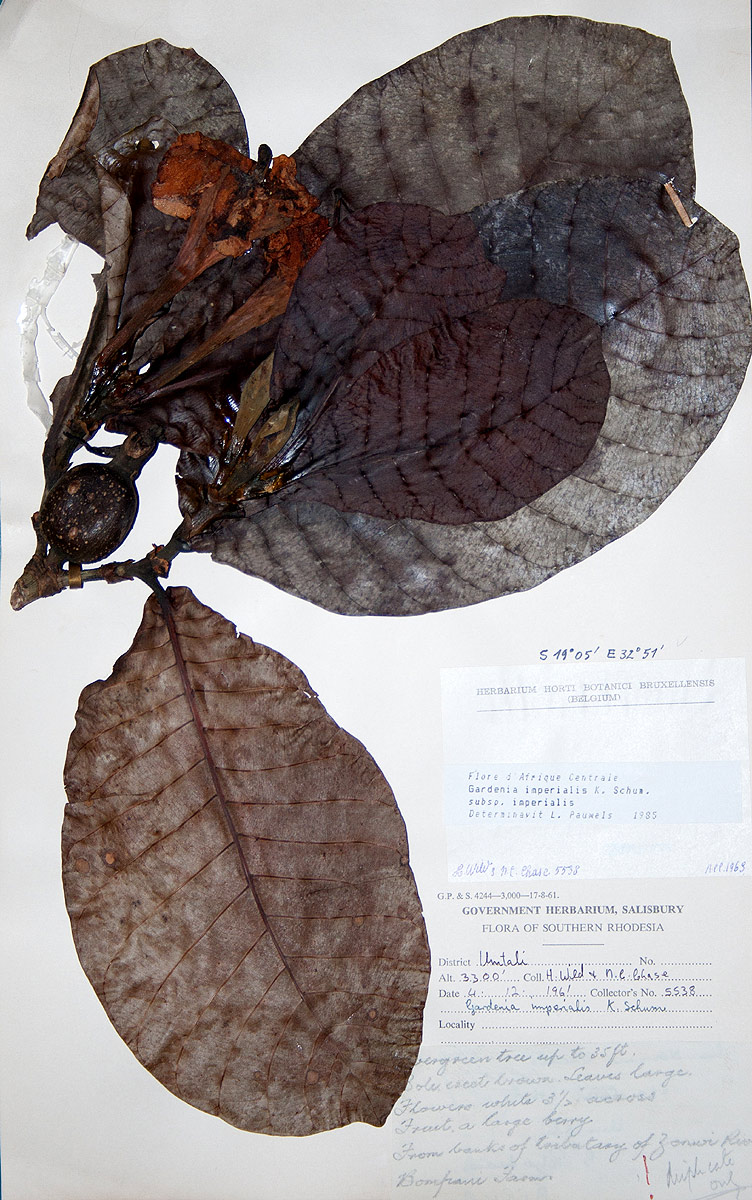 Gardenia imperialis subsp. imperialis