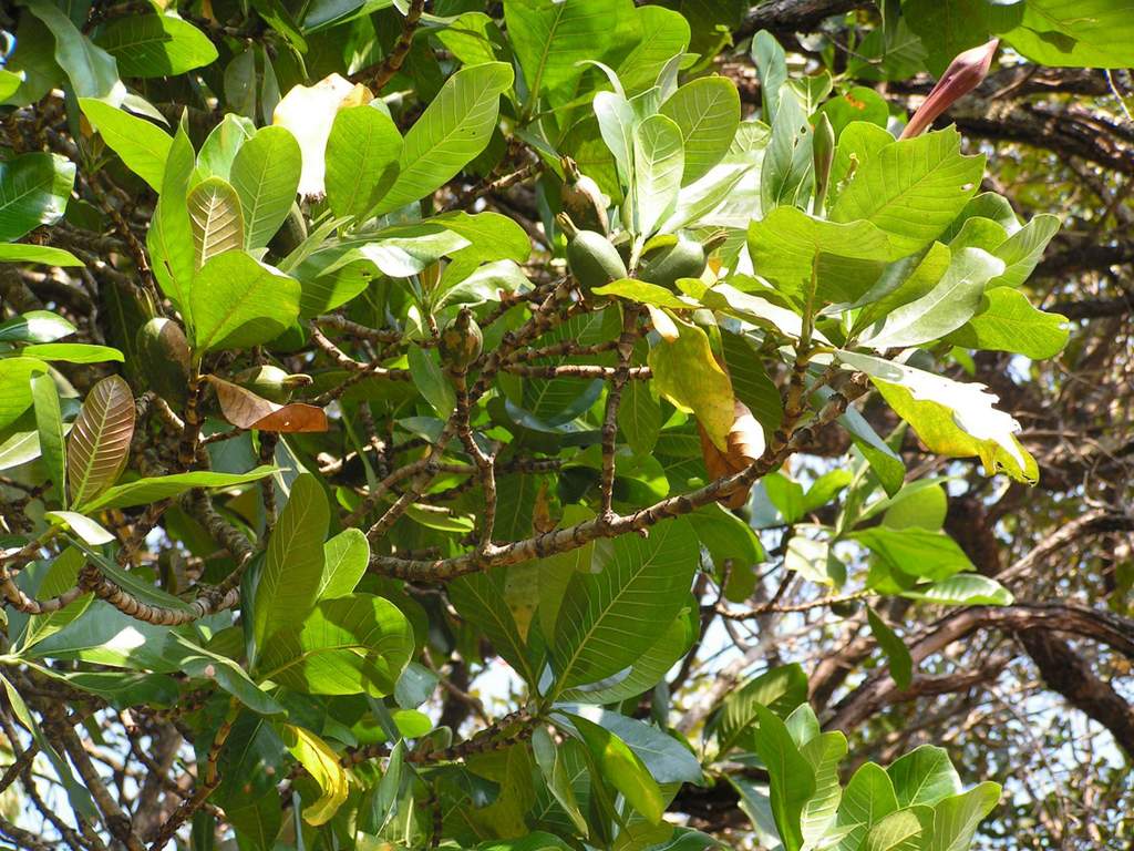 Gardenia imperialis subsp. imperialis