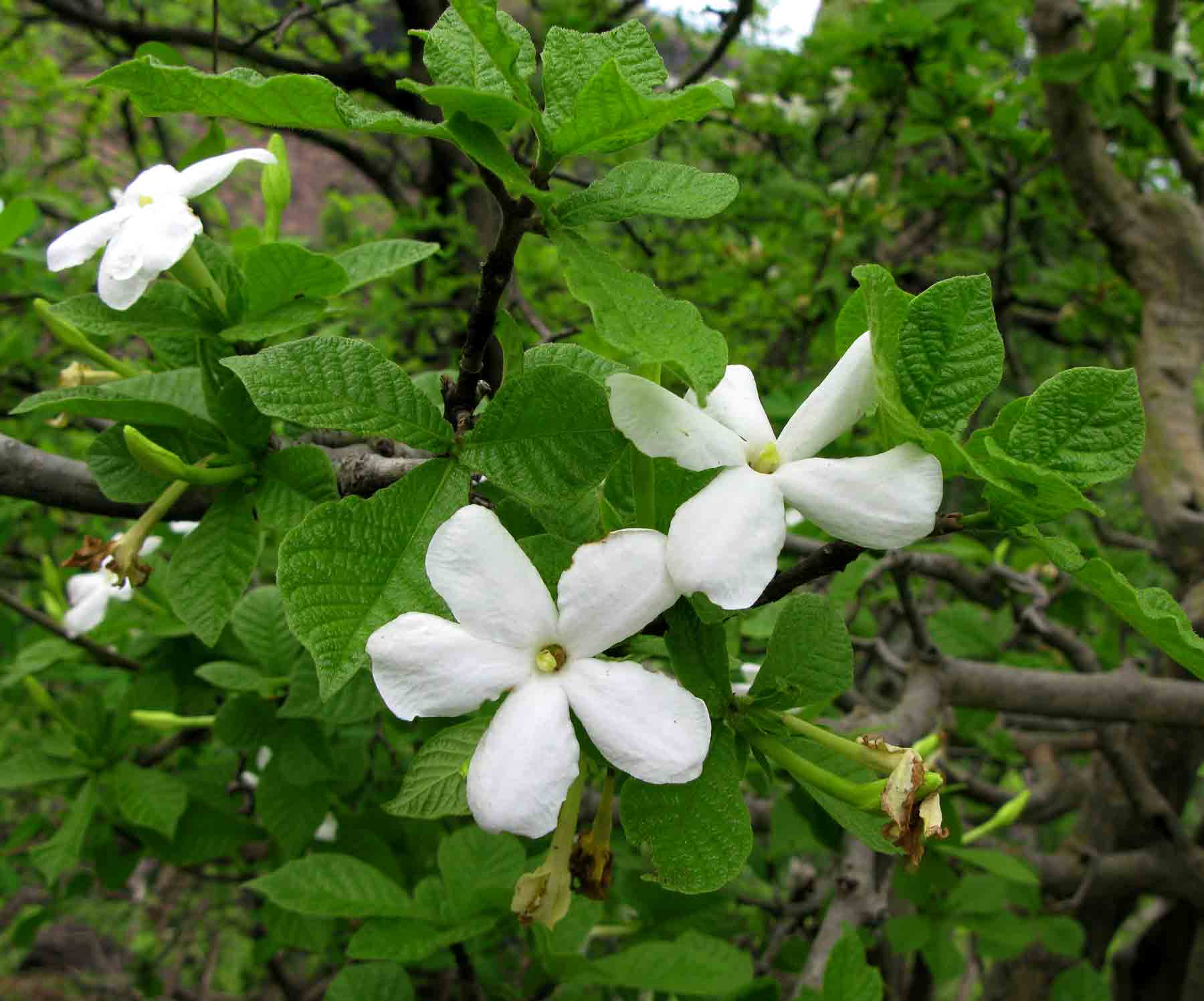 Gardenia resiniflua subsp. resiniflua