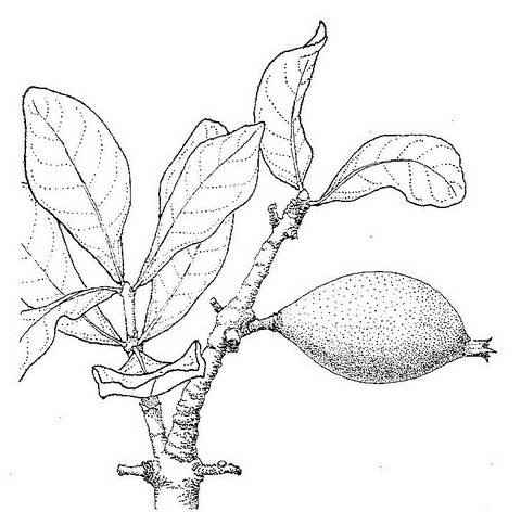 Gardenia ternifolia subsp. jovis-tonantis var. jovis-tonantis