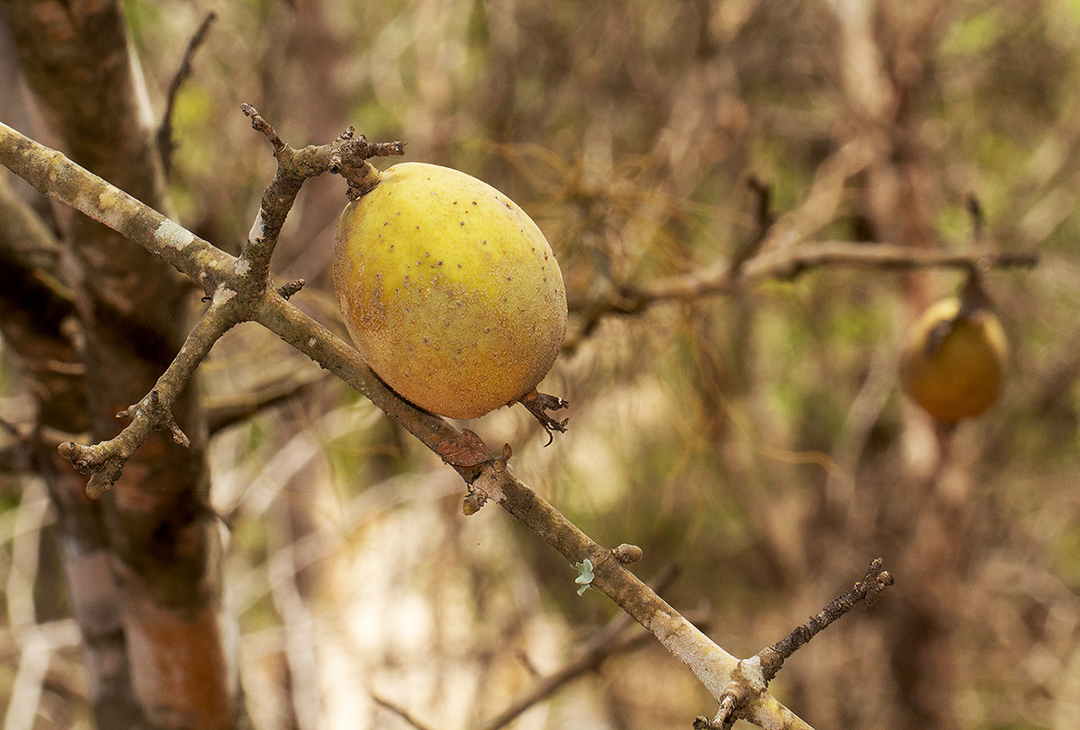 Gardenia ternifolia subsp. jovis-tonantis var. goetzei