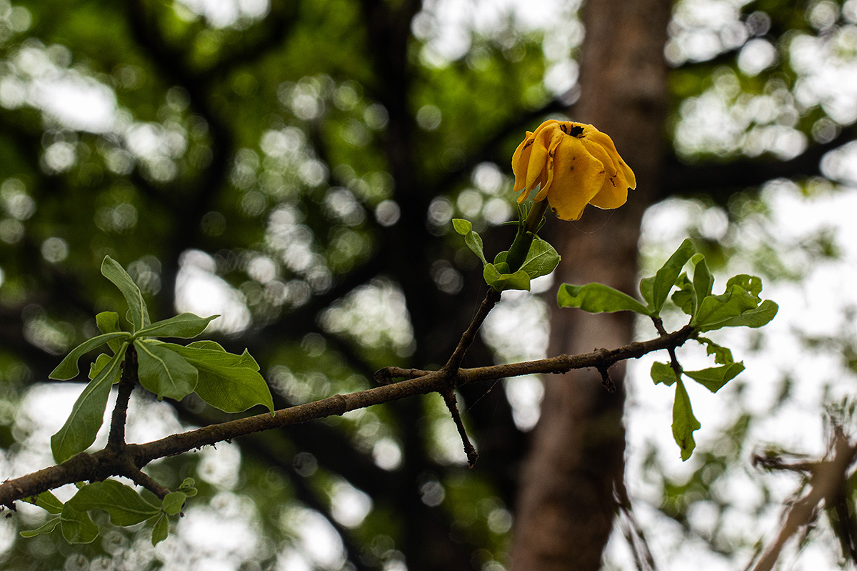 Gardenia ternifolia subsp. jovis-tonantis var. goetzei