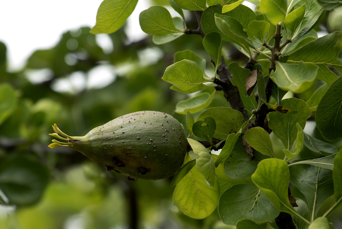 Gardenia volkensii subsp. spatulifolia