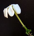 Gardenia volkensii subsp. spatulifolia